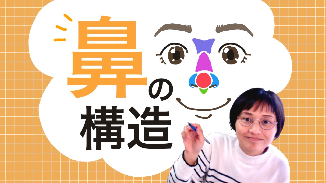 鼻の描き方が分からない！〜まずは構造と各部位の名称を知ろう〜